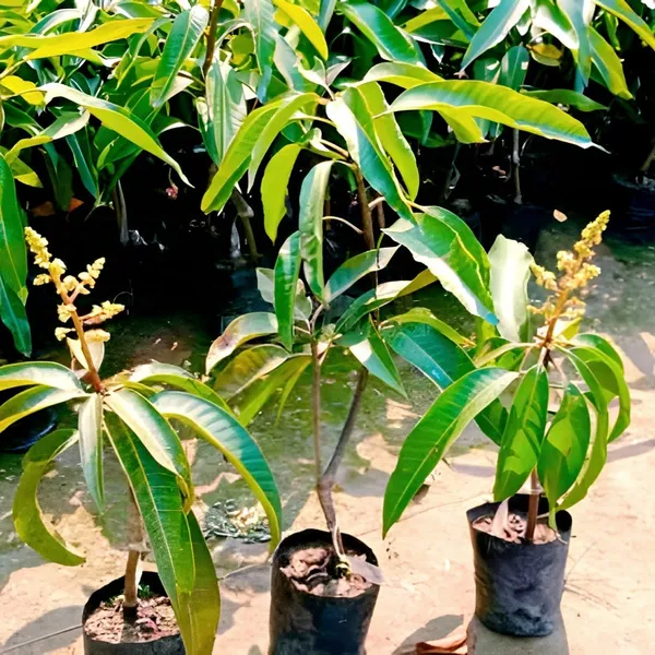 Thai_All_Time_Mango_Plant_(Hybrid)_For_Outdoor_With_Grow_Bag