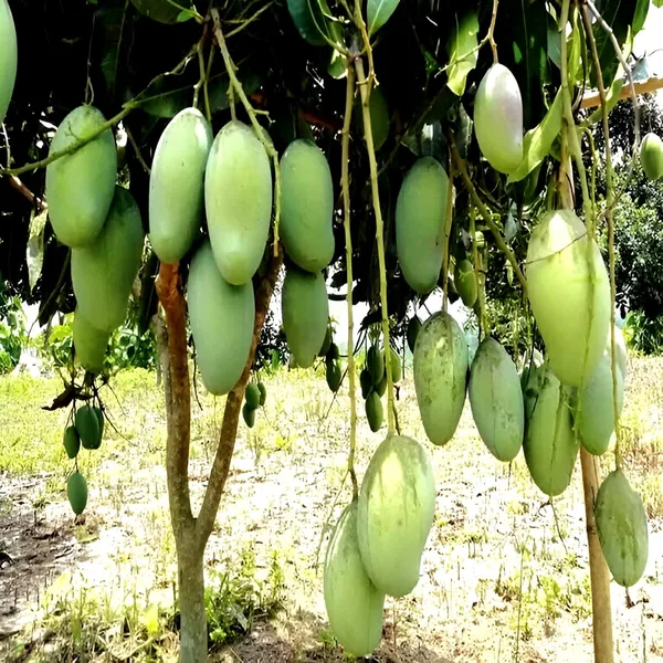 Thai_All_Time_Mango_Plant_(Hybrid)_For_Outdoor_With_Grow_Bag