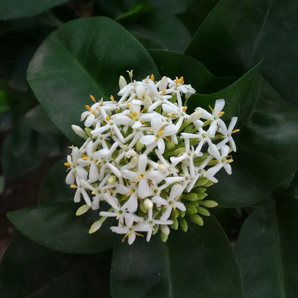 Ixora_Mini_Red_Flowering_Plant_(Hybrid)_For_Indoor_&_Outdoor_With_Grow_Bag
