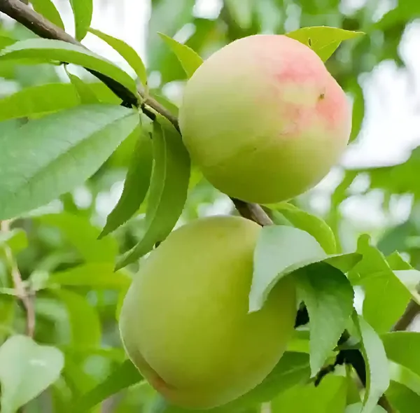 Aloo_Bukhara/Plum_Plant_(Hybrid)_For_Outdoor_With_Grow_Bag