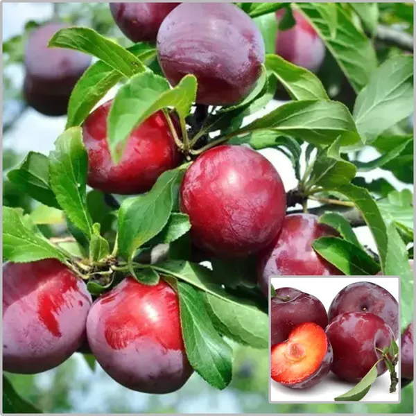 Aloo_Bukhara/Plum_Plant_(Hybrid)_For_Outdoor_With_Grow_Bag