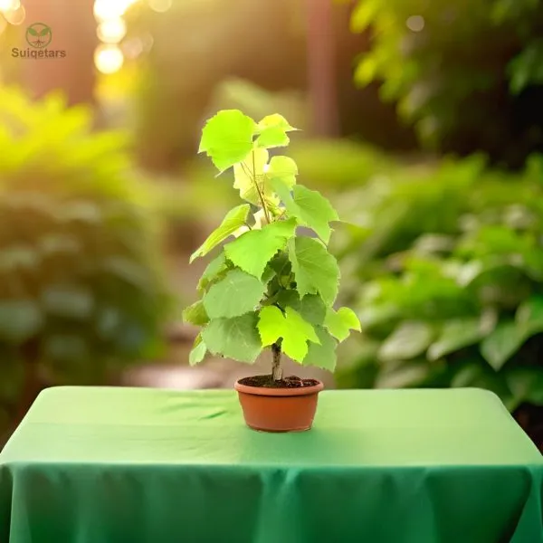 Grapes_Plant_(Hybrid)_For_Outdoor_With_Grow_Bag