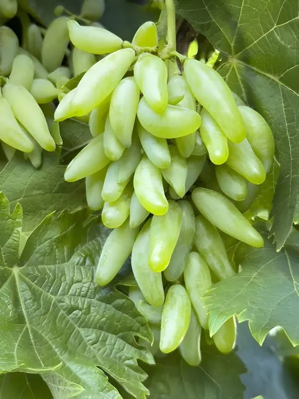 Grapes_Plant_(Hybrid)_For_Outdoor_With_Grow_Bag