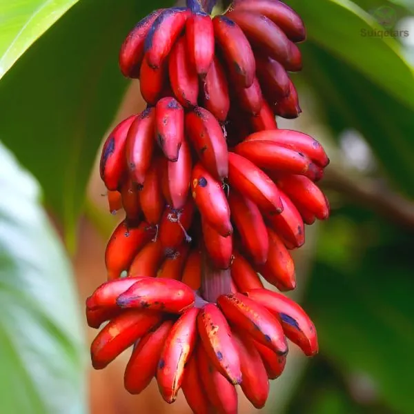 Red_Banana_Plant_For_Outdoor_|_With_Grow_Bag_|_Hybrid
