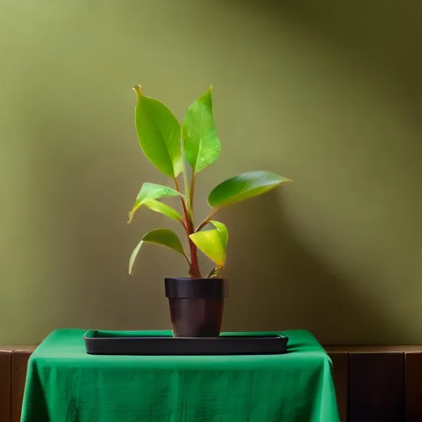 Red_Banana_Plant_For_Outdoor_|_With_Grow_Bag_|_Hybrid