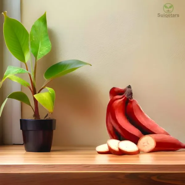 Red_Banana_Plant_For_Outdoor_|_With_Grow_Bag_|_Hybrid