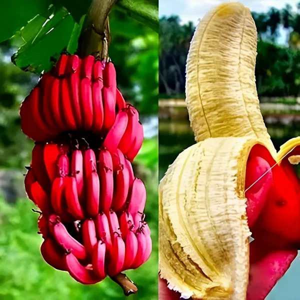 Red_Banana_Plant_For_Outdoor_|_With_Grow_Bag_|_Hybrid