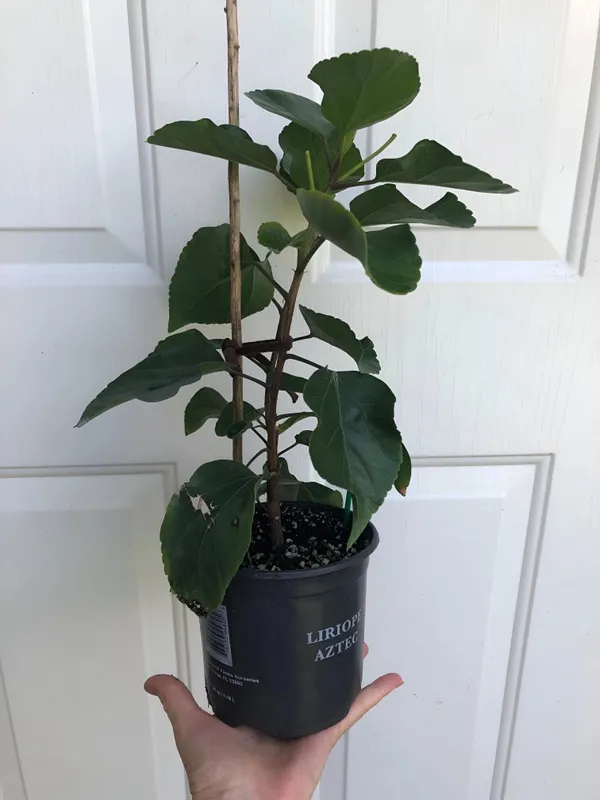 Hibiscus_Plant_(Hybrid)_For_Indoor_&_Outdoor_With_Grow_Bag