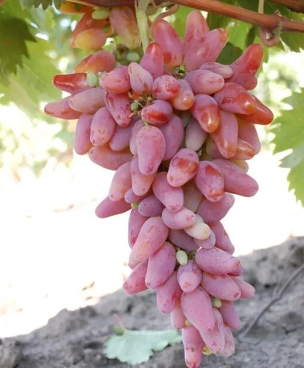 Grapes_Plant_(Hybrid)_For_Outdoor_With_Grow_Bag