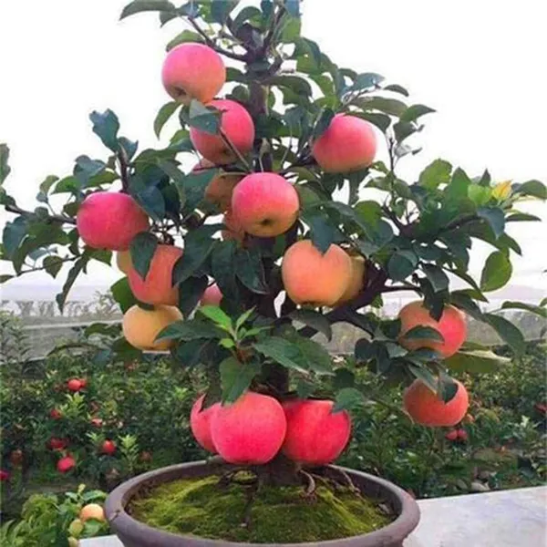 Apple_Plant__For_Outdoor_|_Hybrid_|_With_Grow_Bag