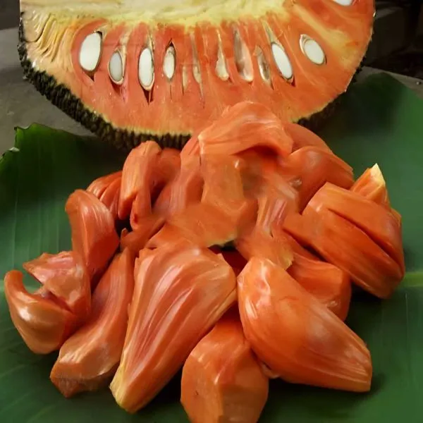 Jack_Fruit_Plant_(Hybrid)_For_Outdoor_With_Grow_Bag