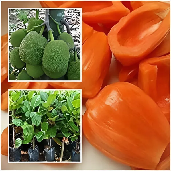 Jack_Fruit_Plant_(Hybrid)_For_Outdoor_With_Grow_Bag
