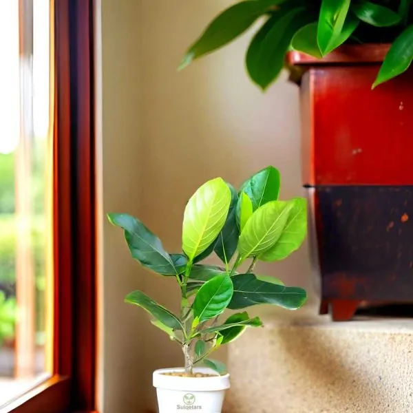Jack_Fruit_Plant_(Hybrid)_For_Outdoor_With_Grow_Bag
