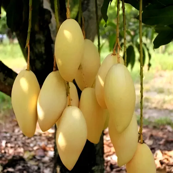 Dockmi_Mango_Plant_(Hybrid)_For_Outdoor_With_Grow_Bag