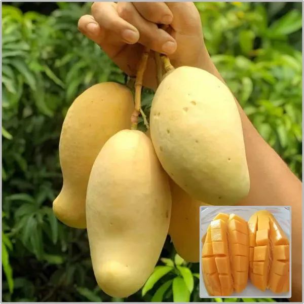 Dockmi_Mango_Plant_(Hybrid)_For_Outdoor_With_Grow_Bag
