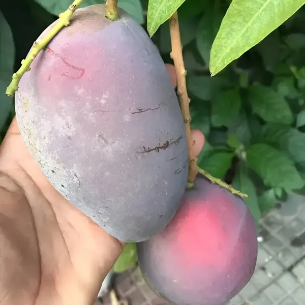 Taiwan_Mango_Plant_(Hybrid)_For_Outdoor_With_Grow_Bag