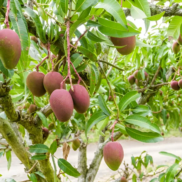 Taiwan_Mango_Plant_(Hybrid)_For_Outdoor_With_Grow_Bag