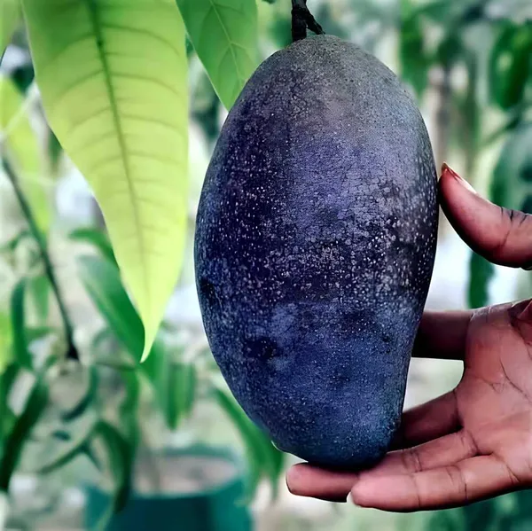 Black_Mango_Plant_(Hybrid)_For_Outdoor_With_Grow_Bag