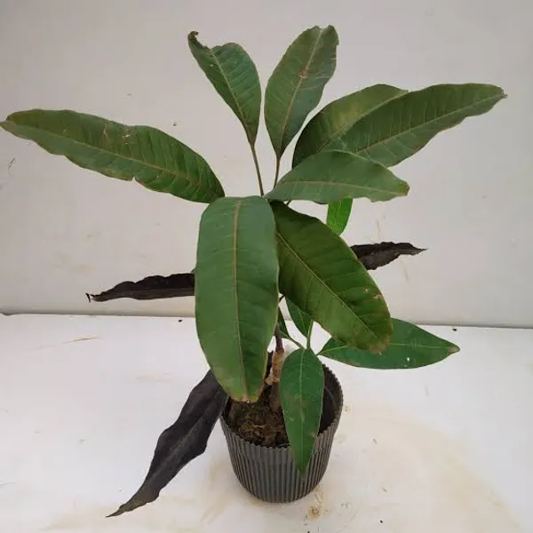 Black_Mango_Plant_(Hybrid)_For_Outdoor_With_Grow_Bag