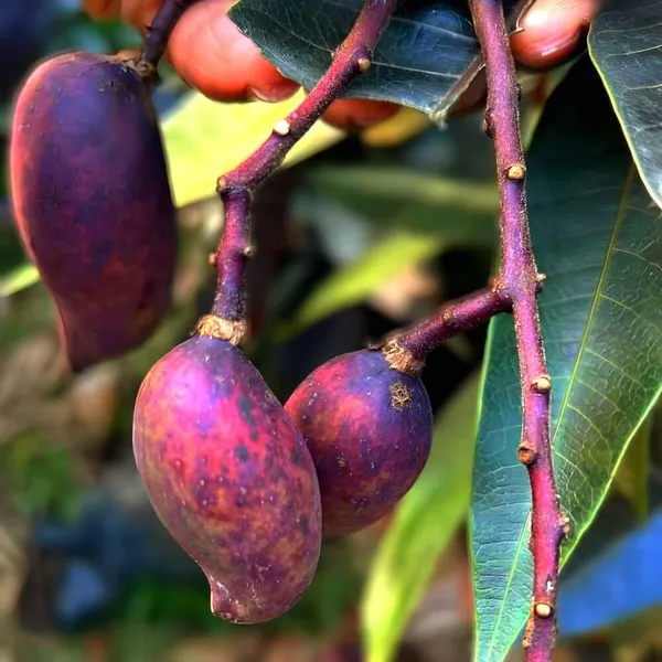 Black_Mango_Plant_(Hybrid)_For_Outdoor_With_Grow_Bag