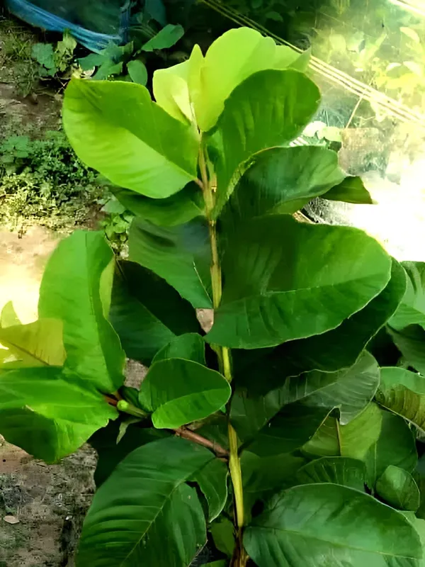 Guava_Plant_Seedless_(Hybrid)_For_Outdoor_With_Pot
