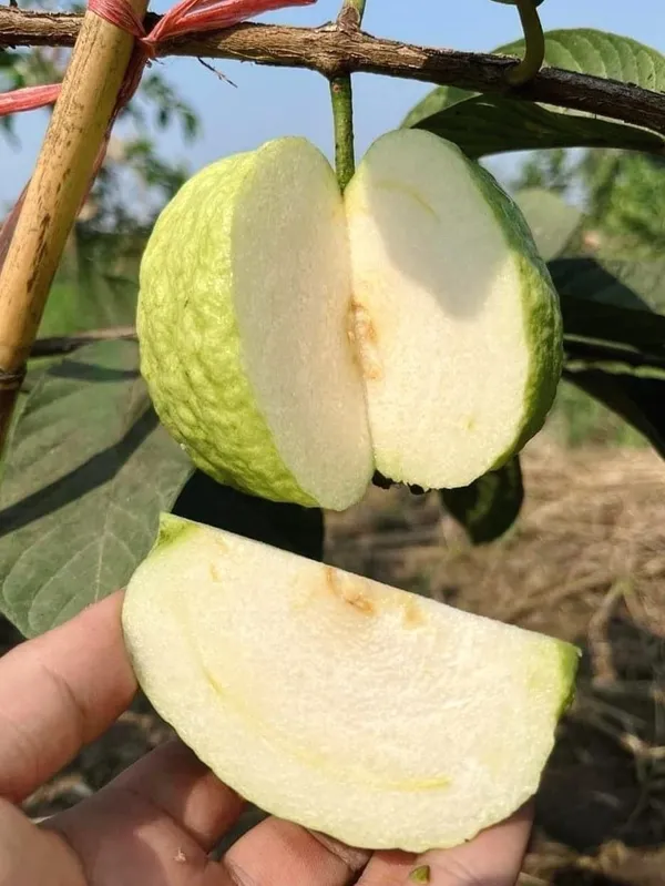 Guava_Plant_Seedless_(Hybrid)_For_Outdoor_With_Pot