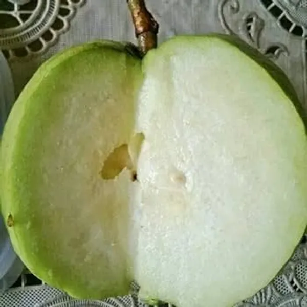 Guava_Plant_Seedless_(Hybrid)_For_Outdoor_With_Pot