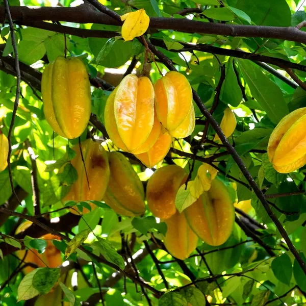 Star_Fruit_Star_Fruit_Carambola_Grafted_Plant_(Hybrid)_For_Outdoor_With_Grow_Bag