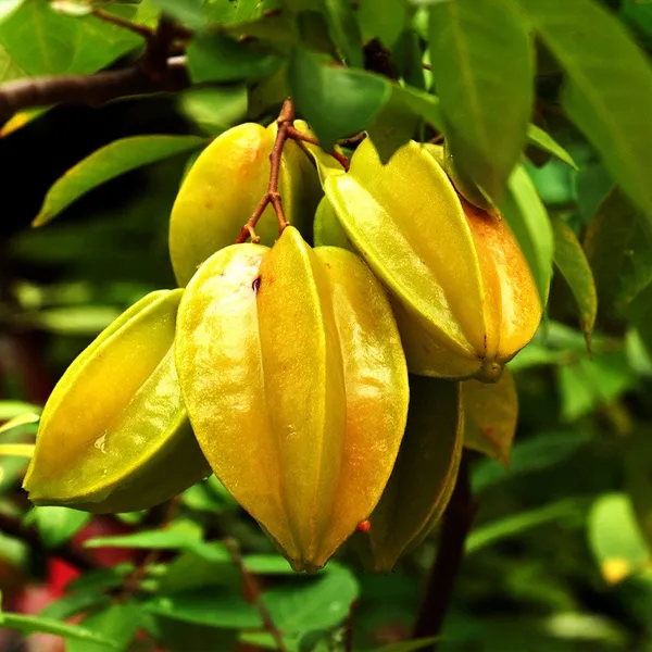 Star_Fruit_Star_Fruit_Carambola_Grafted_Plant_(Hybrid)_For_Outdoor_With_Grow_Bag