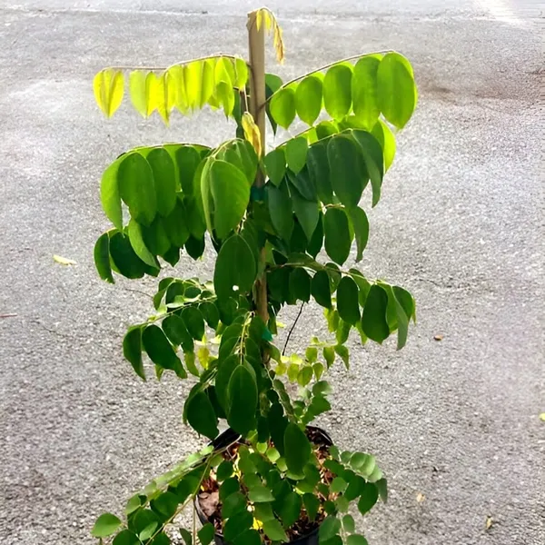 Star_Fruit_Star_Fruit_Carambola_Grafted_Plant_(Hybrid)_For_Outdoor_With_Grow_Bag