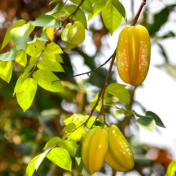 Star_Fruit_Star_Fruit_Carambola_Grafted_Plant_(Hybrid)_For_Outdoor_With_Grow_Bag