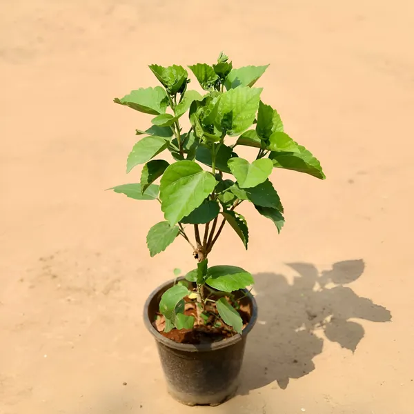 Hibiscus_Plant_(Hybrid)_For_Indoor_&_Outdoor_With_Grow_Bag