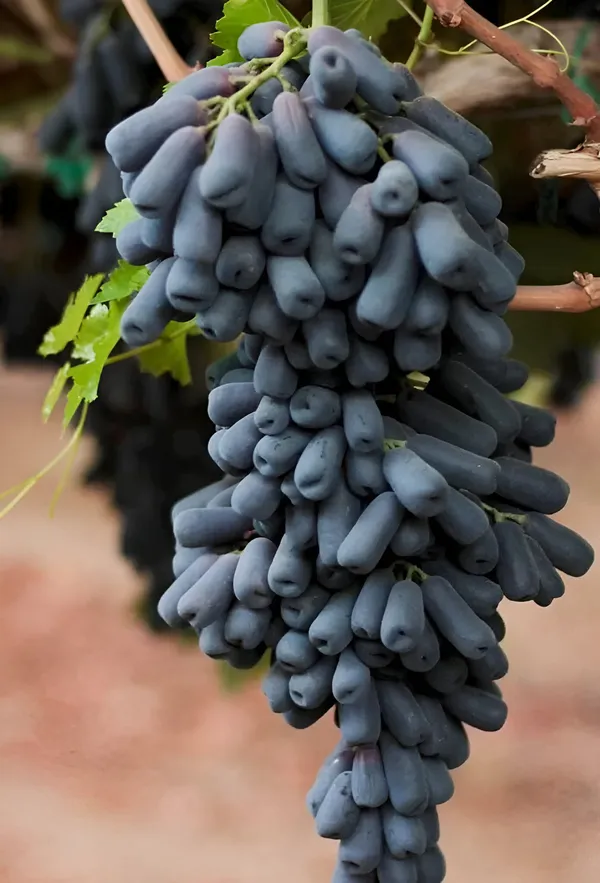 Grapes_Plant_(Hybrid)_For_Outdoor_With_Grow_Bag