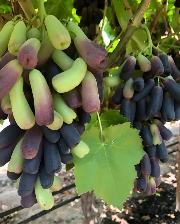Grapes_Plant_(Hybrid)_For_Outdoor_With_Grow_Bag