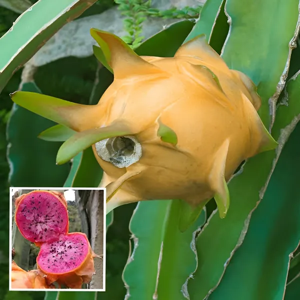 Dragon_Tree_(Hybrid)_For_Outdoor_With_Grow_Bag