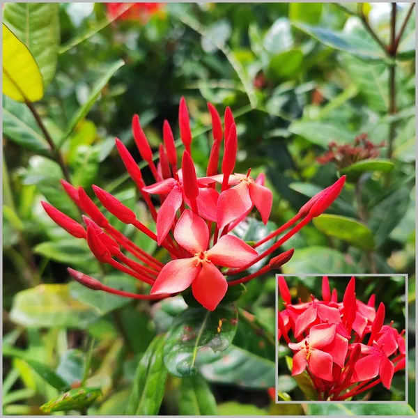 Ixora_(Jungle_Geranium)_Plant_Red_Cluster_Flowering_Shrub_Pack_Of_-_1