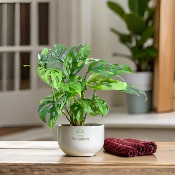 Broken_Heart_Plant_|_Monstera__(Hybrid)_For_Outdoor_With_Grow_Bag