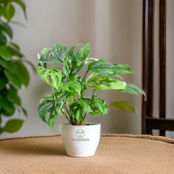 Broken_Heart_Plant_|_Monstera__(Hybrid)_For_Outdoor_With_Grow_Bag
