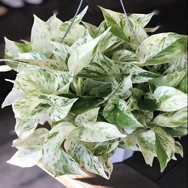 Money_Plant_(Variegated)_For_Indoor_&_Outdoor_With_Grow_Bag