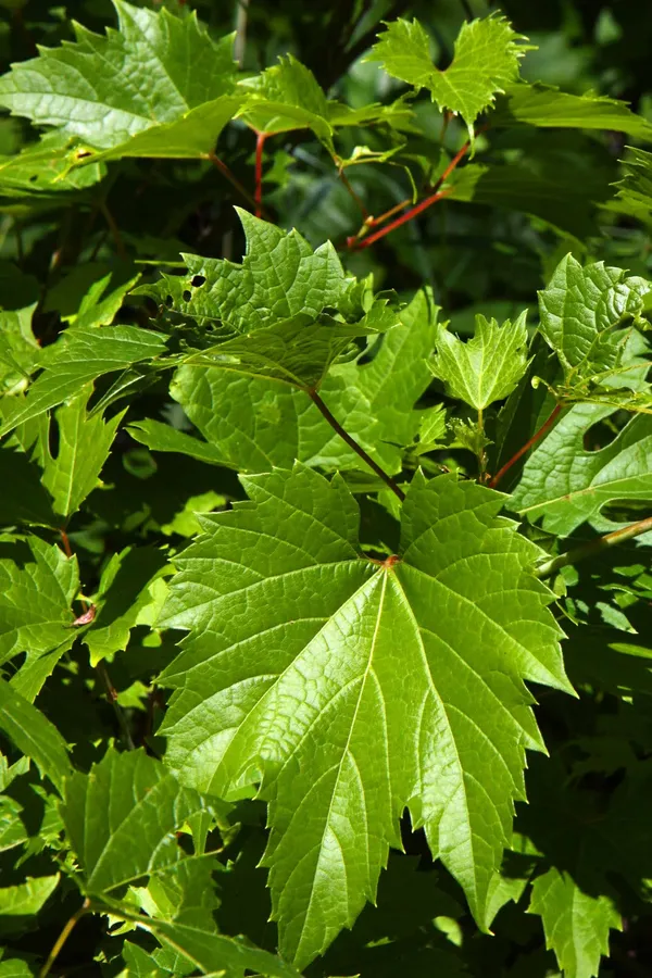 Grapes_Plant_(Hybrid)_For_Outdoor_With_Grow_Bag