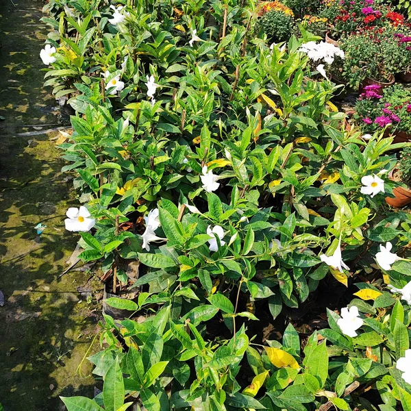 Mandevilla_Plant_White__(Hybrid)_For_Indoor_&_Outdoor_With_Grow_Bag