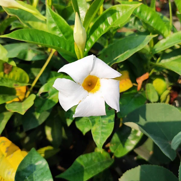 Mandevilla_Plant_White__(Hybrid)_For_Indoor_&_Outdoor_With_Grow_Bag