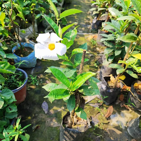 Mandevilla_Plant_White__(Hybrid)_For_Indoor_&_Outdoor_With_Grow_Bag