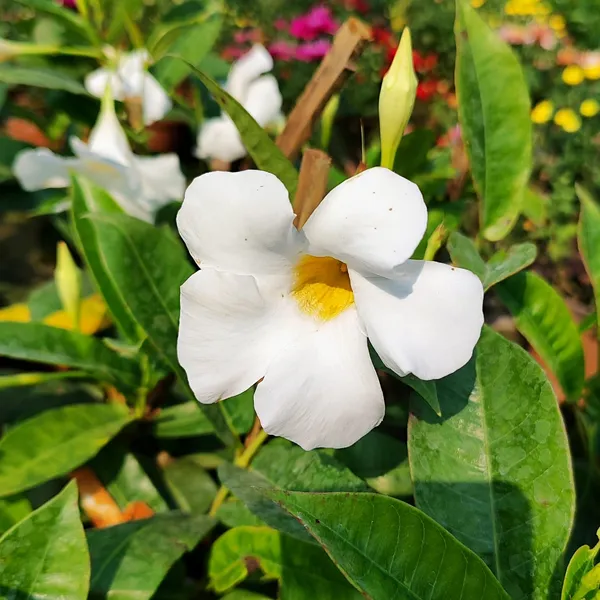 Mandevilla_Plant_White__(Hybrid)_For_Indoor_&_Outdoor_With_Grow_Bag