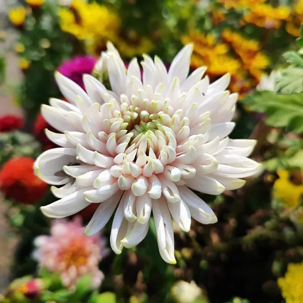 Chandramallika_|_Chrysanthemum_Flower_Plant_White__(Hybrid)_For_With_Grow_Bag