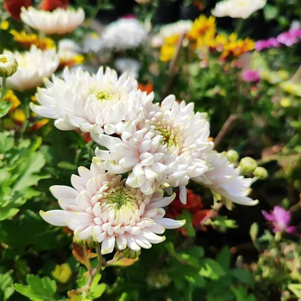 Chandramallika_|_Chrysanthemum_Flower_Plant_White__(Hybrid)_For_With_Grow_Bag