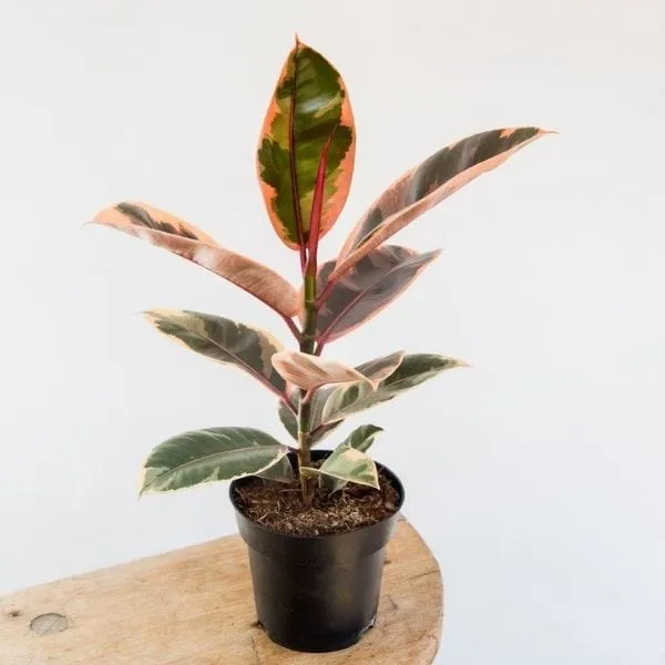 Rubber_Plant_(Hybrid)_For_Indoor_&_Outdoor_With_Grow_Bag