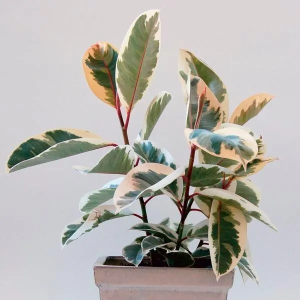 Rubber_Plant_(Hybrid)_For_Indoor_&_Outdoor_With_Grow_Bag