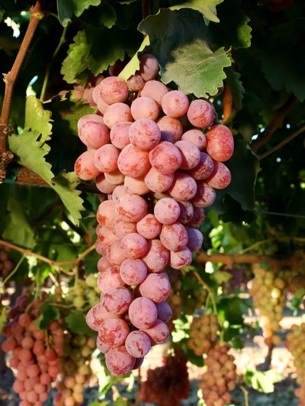 Grapes_Plant_(Hybrid)_For_Outdoor_With_Grow_Bag