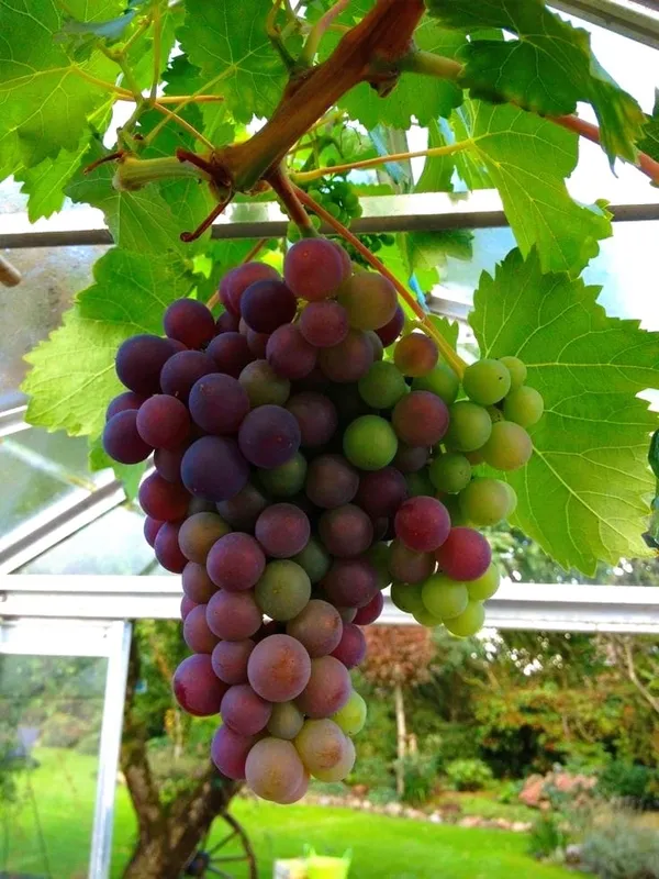 Grapes_Plant_(Hybrid)_For_Outdoor_With_Grow_Bag